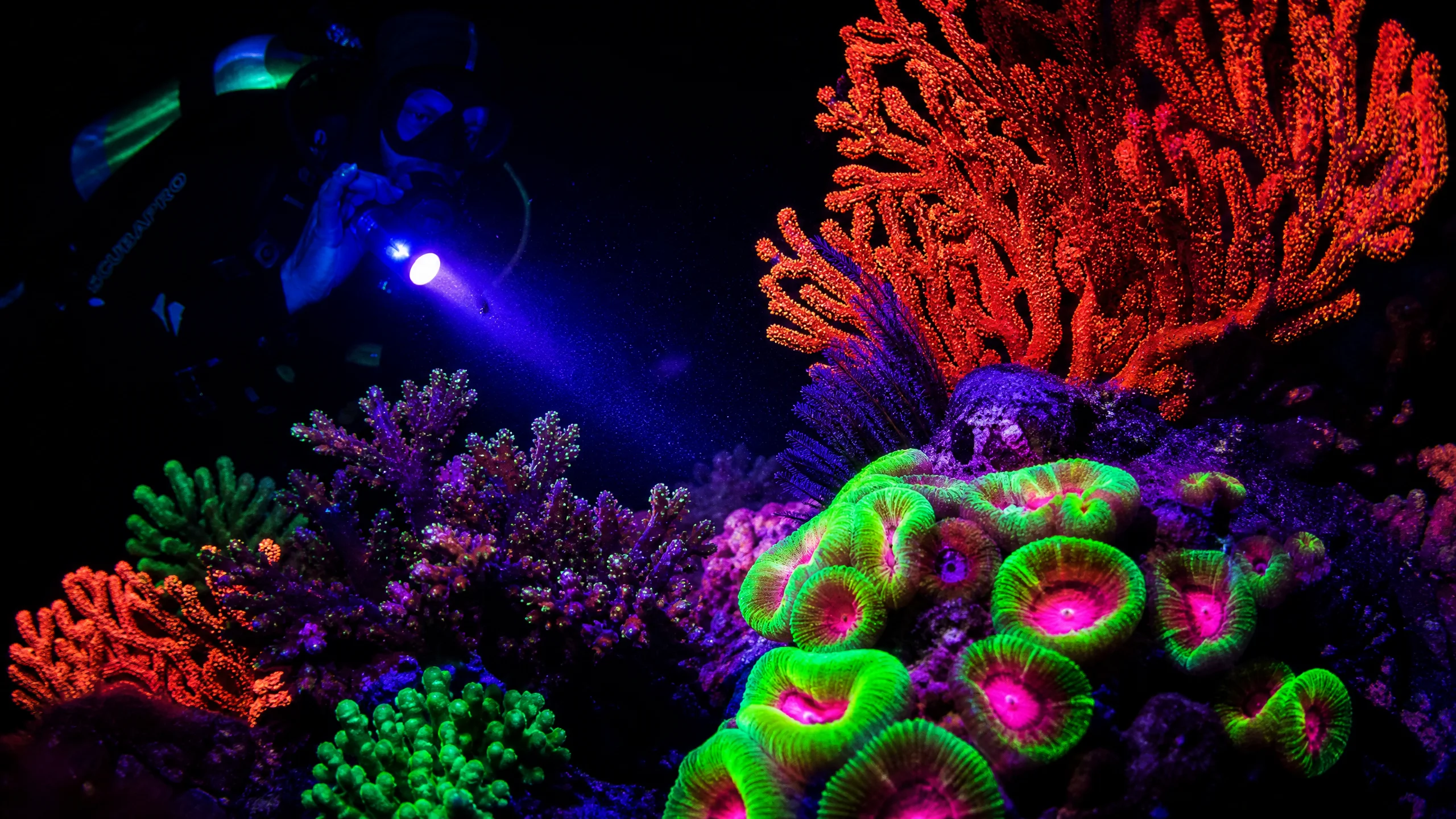 夜潜荧光珊瑚发出绚丽色​彩